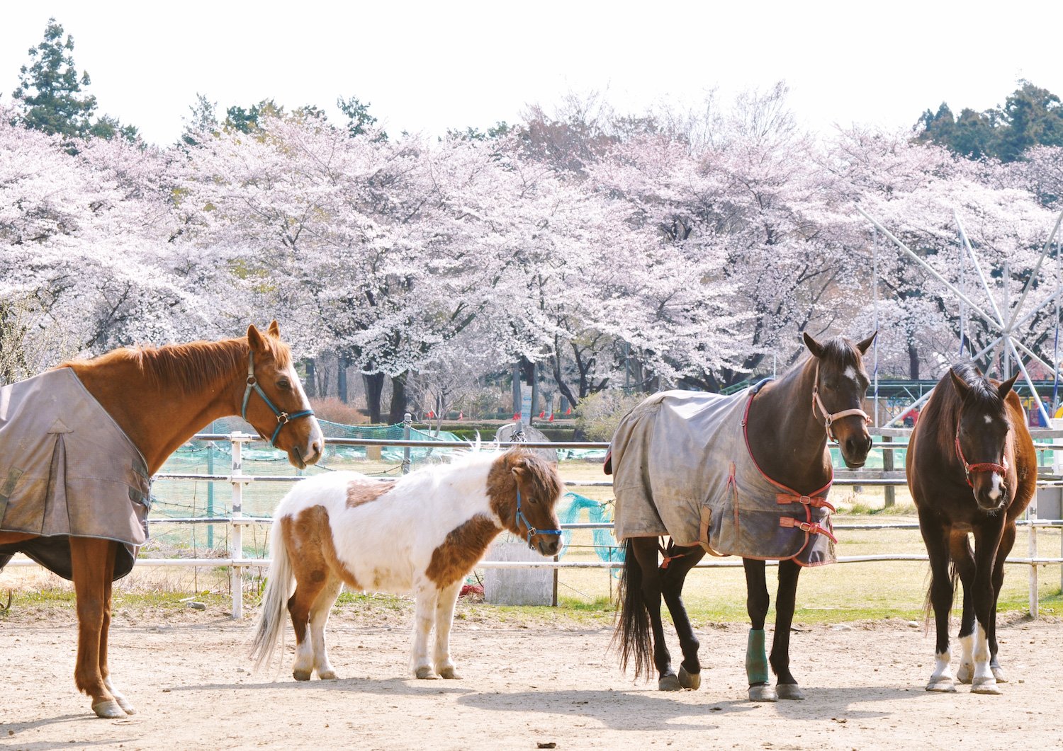🏞️ 나스 센본마츠 목장(나스 센본마츠 보쿠조) 이미지 5